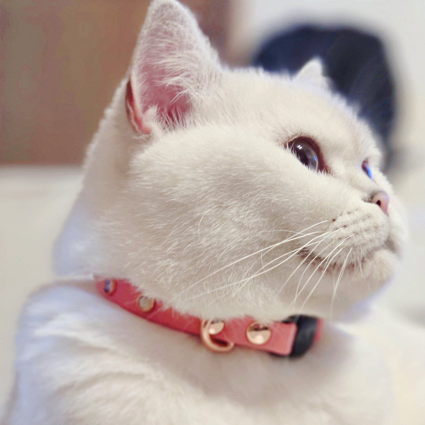 Cat Breakaway Collar