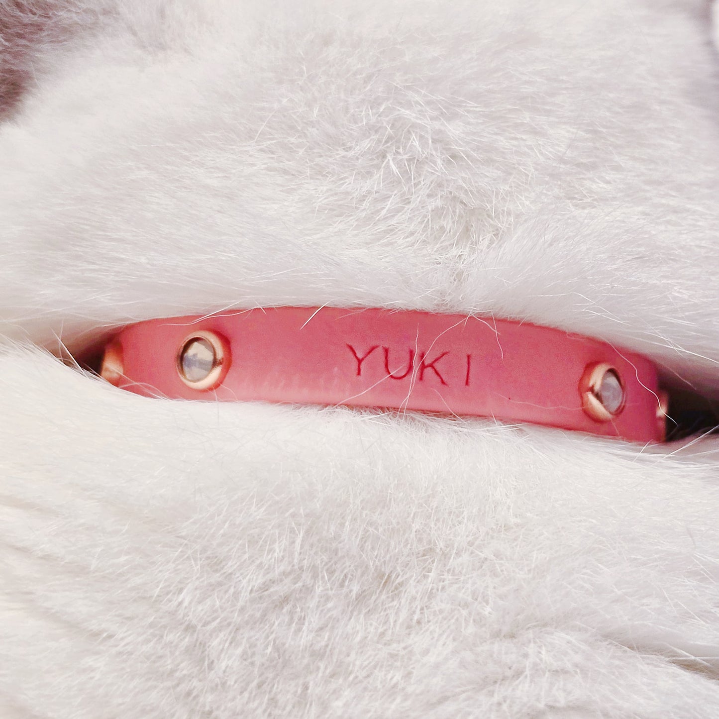 Cat Breakaway Collar