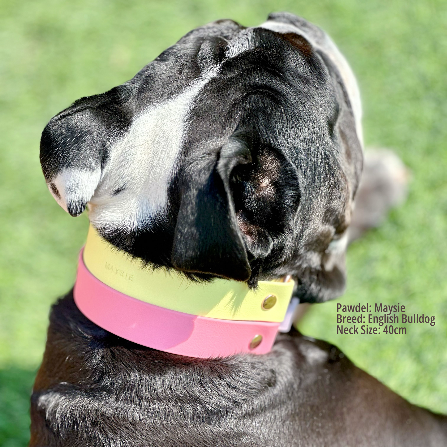 DuoTone Chunky Collar